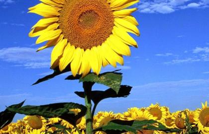 Hộp Quà Hoa Sáp Thơm: Giải Pháp Lưu Giữ Kỷ Niệm Vĩnh Cửu (Và 3 Cách Tự Làm)