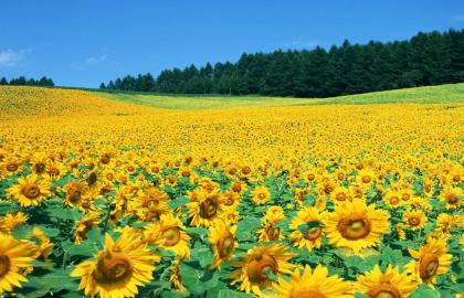 Khám Phá Cánh Đồng Hoa Tam Giác Mạch Hà Giang: Lịch Trình, Mùa Đẹp Nhất và Mẹo Chụp Ảnh