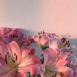 Thủy Canh Cây Có Hoa: Kỹ Thuật Trồng Trong Nước Tối Giản Cho Không Gian Hiện Đại