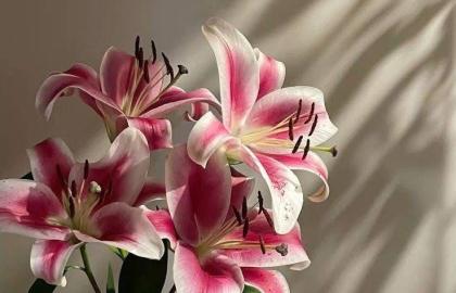 Top 5 Xu Hướng Hoa Cưới Bền Vững và Tiết Kiệm Chi Phí Năm 2026