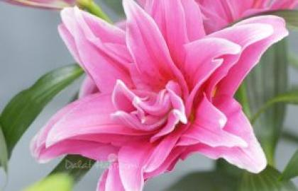 Huyền Thoại Về Hoa Tulip: Từ Kim Cương Phương Đông Đến Cơn Sốt Chứng Khoán Đầu Tiên