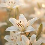 Trồng Hoa Oải Hương (Lavender) Tại Nhà: Từ Chăm Sóc Đến Thu Hoạch và Ứng Dụng Đa Năng