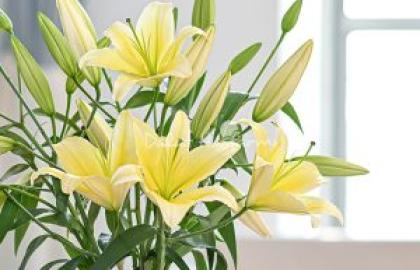 Nghệ Thuật Bó Hoa Cầm Tay Dạng Tự Nhiên (Wildflower Style) Cho Cô Dâu Hiện Đại