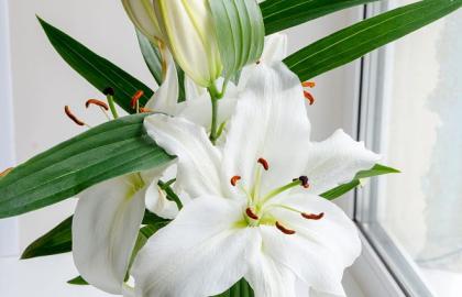 Hoa Ăn Được: Top 5 Loại Hoa Vừa Đẹp Vừa Tốt Cho Sức Khỏe Nên Thử