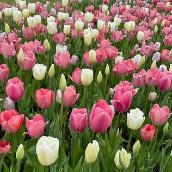 Hoa Tulip